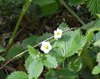 Fragola selvatica Fragaria