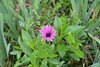 Echinacea