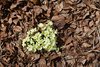 Primula vulgaris