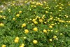 Trollius europaeus (Botton d'oro)