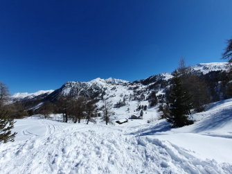 Mautino