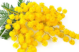 Festa della donna